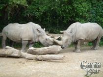 Носорог — второе по размеру наземное         животное после слона
